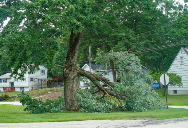 The Steps Involved in Our Tree Care Process in Endwell, NY